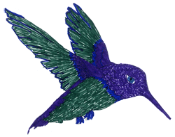 Drawing of hummingbird.